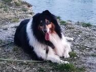 Liebe Collie Hündin sucht... - Waldkraiburg