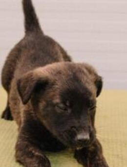 Held Sokka - Ellerbek