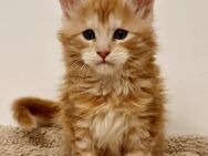 Maine Coon XXXL Kitten Noch 2 - Würzburg