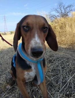 💛 CHAPPY 💛- ICH WÜNSCHE MIR EIN ZUHAUS - Alfeld (Leine)