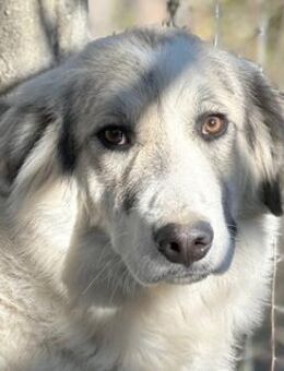 Sally Brown, geb. 12/2023, GRIECHENLAND - Markdorf