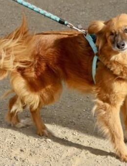 Salma, neugierig, freundlich, offen - Westerholt