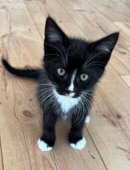 Norweger Britisch Langhaar Kitten - Admannshagen-Bargeshagen
