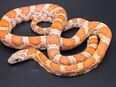 1,0 Miami Sunkissed het. Caramel Kornnatter in 21335