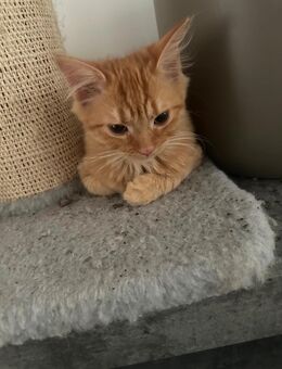 Maine Coon/Sibierische Waldkatze - Hessisch Lichtenau