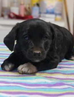 Aisha ❤️ Schutzgebühr 500 Euro - Burgsinn