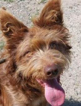 Wuschel DEREK - Gefrees