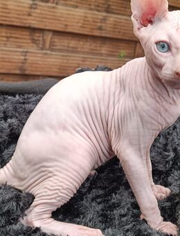 wunderschöner Albino-Sphynx-Junge sucht eine neue, liebevolle Familie - Kleve Zentrum