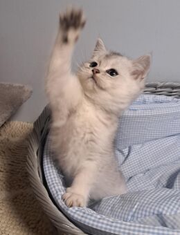 BKH Kitten, 015756449437 - Mörnsheim