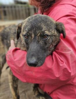 MARBLE ~ tolle Fellzeichnung - Duisburg