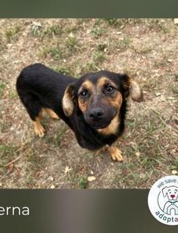 Averna: Zarte kleine Seele - Kirchzell