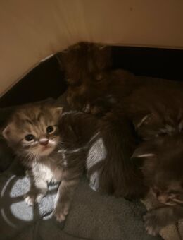 Main Coon Babys abzugeben - München