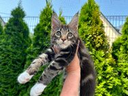 Maine Coon Kitten mit Stammbaum - Reutlingen