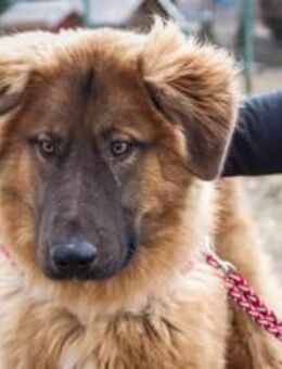 Juno sucht eine geduldige Familie - München