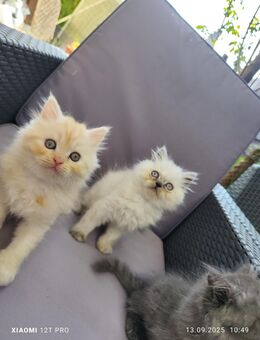 Perser Kätzchen kitten - Nürnberg