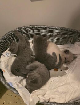 Britisch kurzhaar Kitten zu verkaufen - Adelsheim