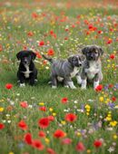 American Akita, Schäferhund Mix in 97332