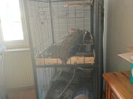 Verkaufe 2 Degus - Westerheim (Baden-Württemberg)