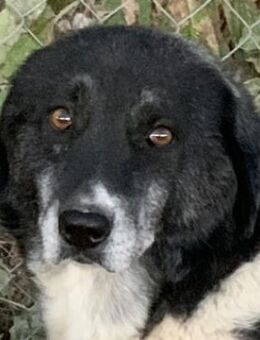 Harwin, geb. ca. 11/2018 Griechenland - Euskirchen