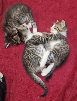 Kitten babys - Mönchengladbach