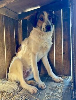 Rüde ♥Amon♥ braucht Liebe und Erfahrung - Hamburg