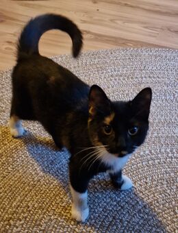 Kitten Kätzchen - Nettetal