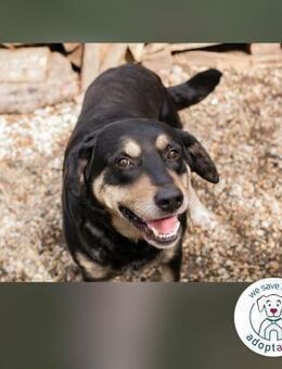 Jax: Gentleman auf vier Pfoten - Kirchzell