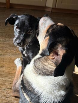 Labrador Bernersennenmix Welpe - Rechberghausen