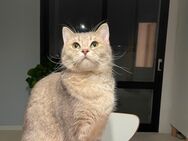 Liebevolle Katze sucht Neues Zuhause - Wiesbaden