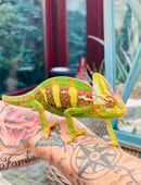 Chamäleon Bock / Jemenchamäleon, Farbstark ! in 40885