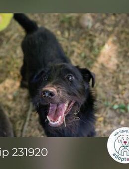 Chip 231920: Sucht ein Zuhause - Kirchzell
