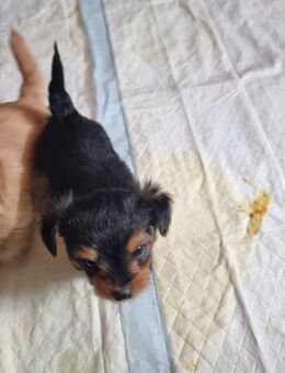 Süße Yorkshire-Terrier Welpen - Wiesbaden Nordenstadt