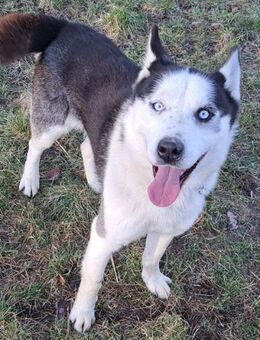 Herceg sucht seine Familie - Weilheim (Oberbayern)