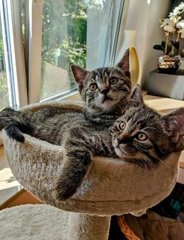 BKH Kitten Mix zusammen abzugeben ab sofort - Bernau (Berlin)
