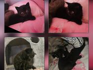 Bkh kitten suchen ein Zuhause - Berlin Marzahn-Hellersdorf