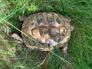 Verkaufe 1 NZ von 2020 Testudo hermanni boettgeri weiblich- Griechische Landschildkröte - Bochum