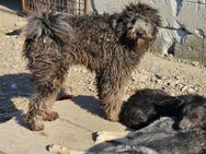Junghund Loki sucht erfahrenes Zuhause - Chemnitz