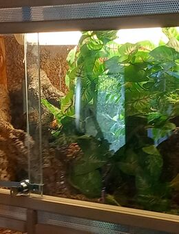 Terrarium - Bonn Duisdorf