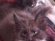 Maine coon Kitten Reinrassig - Pockau