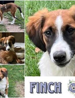FINCH * Abenteurer sucht BegleiterIn - Duisburg