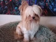 3 unsere Yorkshire Terrier 2 Hündin 1 Rüdr suchen ein schönes Zuhause - Rodgau