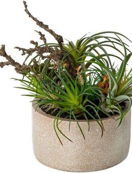 Künstliche Zimmerpflanze Tillandsien-Mix in Zementschale Sukkulente, Creativ green, Höhe 26 cm