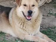 SCOOBY 1,5 Ohr - Weiterstadt
