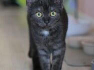 EKH Katzen - Leinefelde-Worbis Leinefelde