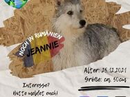 JEANNIE - ist der Hund für euer Leben - Waakirchen