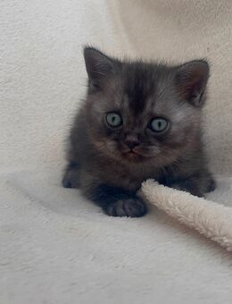 Britisch/Kurzhaar/Kitten/Männchen - Ehringshausen