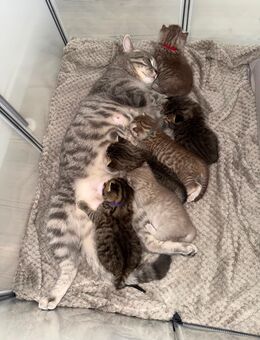 Bkh Babykitten - Remseck (Neckar)