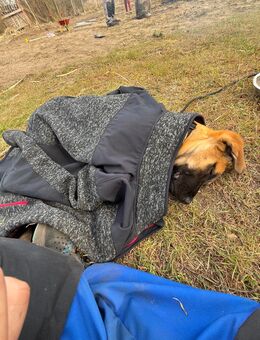 Hunde Welpen - Dessau-Roßlau Mühlstedt