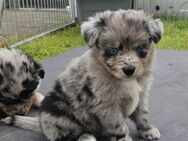 Miniature Australian Shepherd Welpen mit Papieren - Meuspath