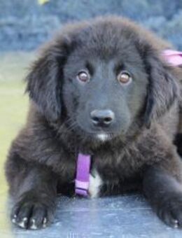 Butterfly unser Schönheit... - Hagen (Stadt der FernUniversität)